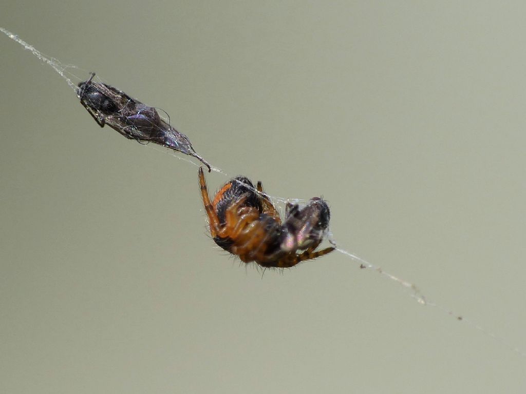 Ragnetto microscopico: sling di Araneidae - Villarbasse (TO)